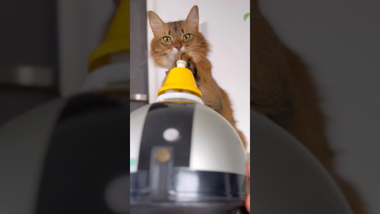 後出しする猫と叩いて被ってやってみた