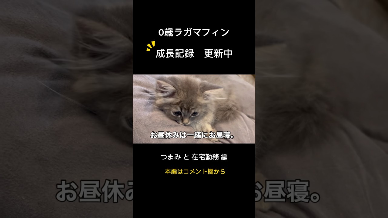 子猫と在宅勤務した結果・・・#子猫 #つまみちゃん #ラガマフィン#shorts