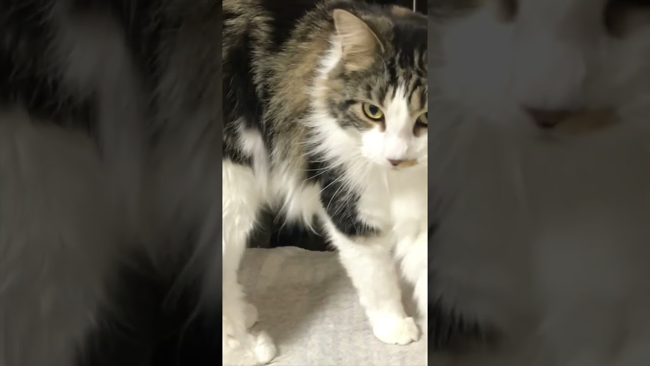 【メインクーン】ごあいさつできたかな？  #shorts   #メインクーン  #猫多頭飼い  #猫と暮らす
