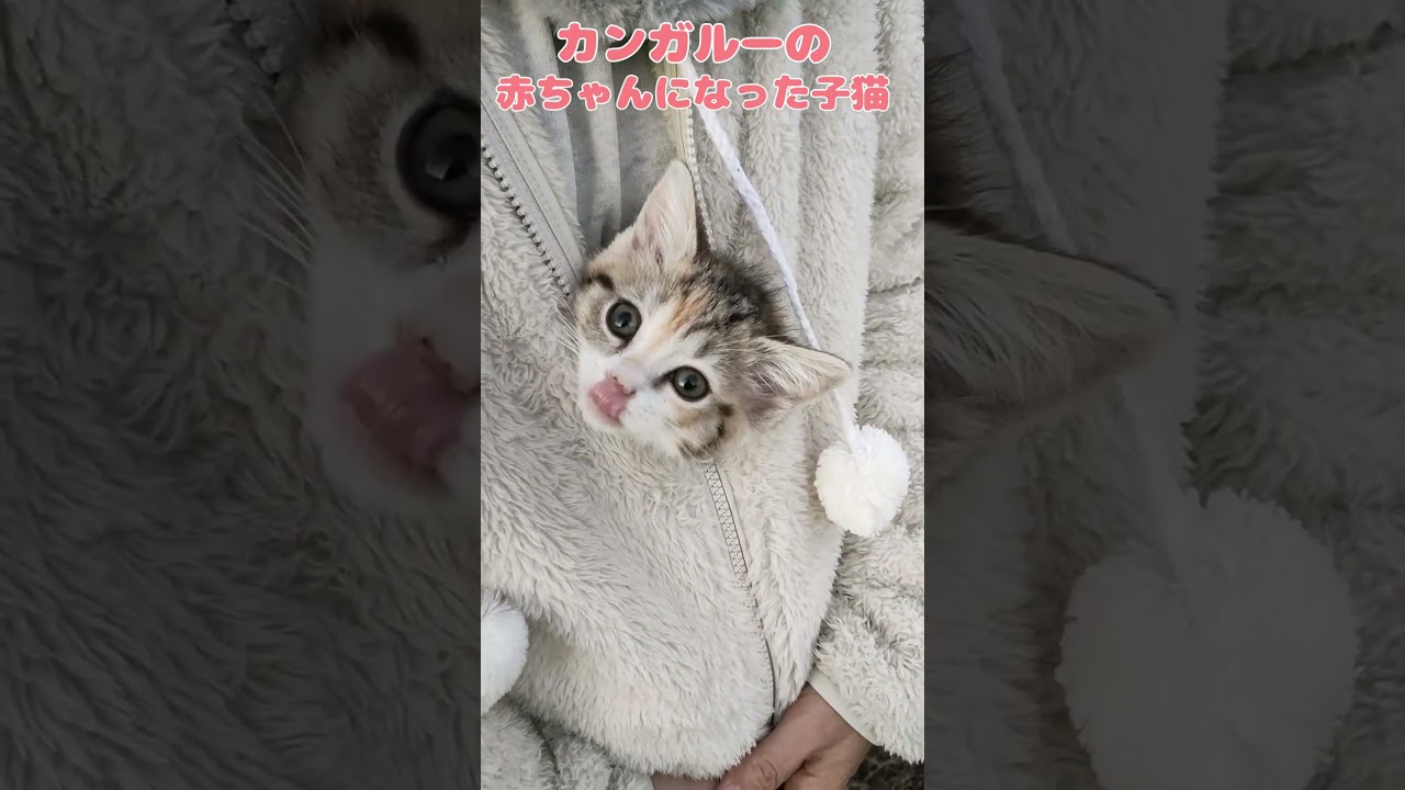 カンガルーの赤ちゃんになった子猫 #かわいい #猫 #cat #子猫 #鳴き声 #shorts