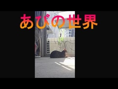 ネコ動画あび＃1650　あびの毎日　アビシニアン　あび