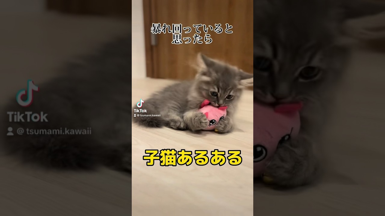 これって猫あるある…？ #つまみちゃん #ラガマフィン #かわいい #kitten #猫 #cat #子ねこ #shorts #あるある