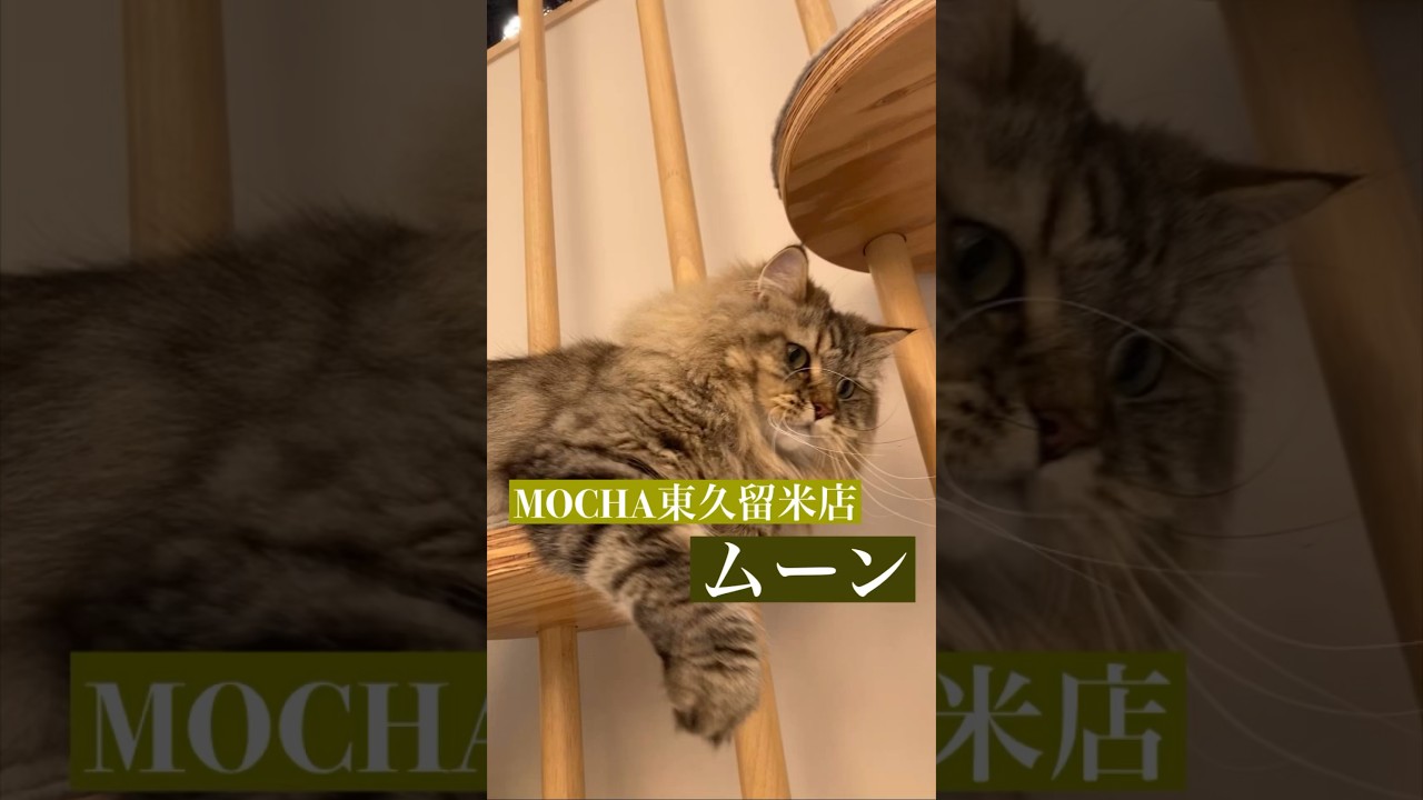 ムーン　(セルカークレックス♂)　#猫カフェモカイオンモール東久留米店  2023/5/2撮影　#shorts　#cat　#もふもふ猫