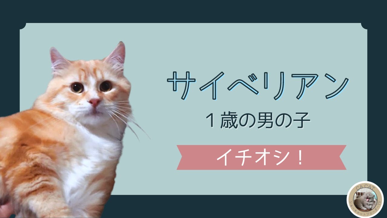 【サイベリアン】販売中のイチオシ猫ちゃん💕
