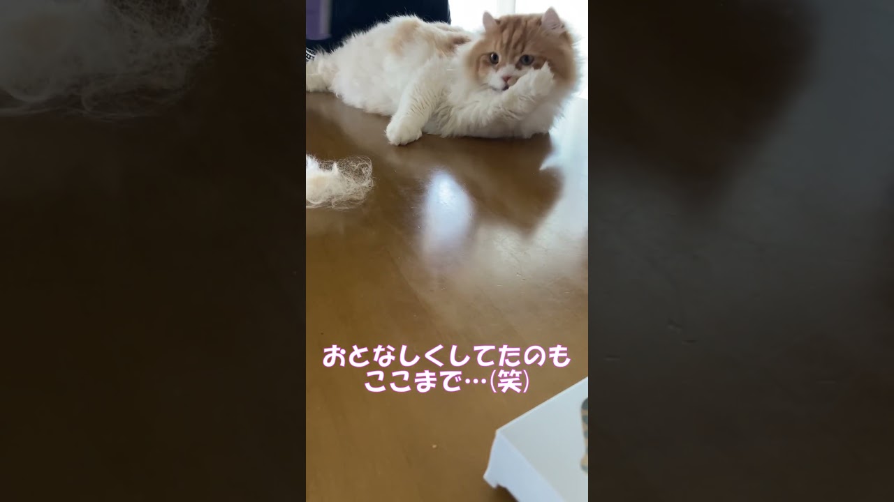 毛が伸びすぎたので短くしたい #shorts  #猫 #アメリカンカール #cat