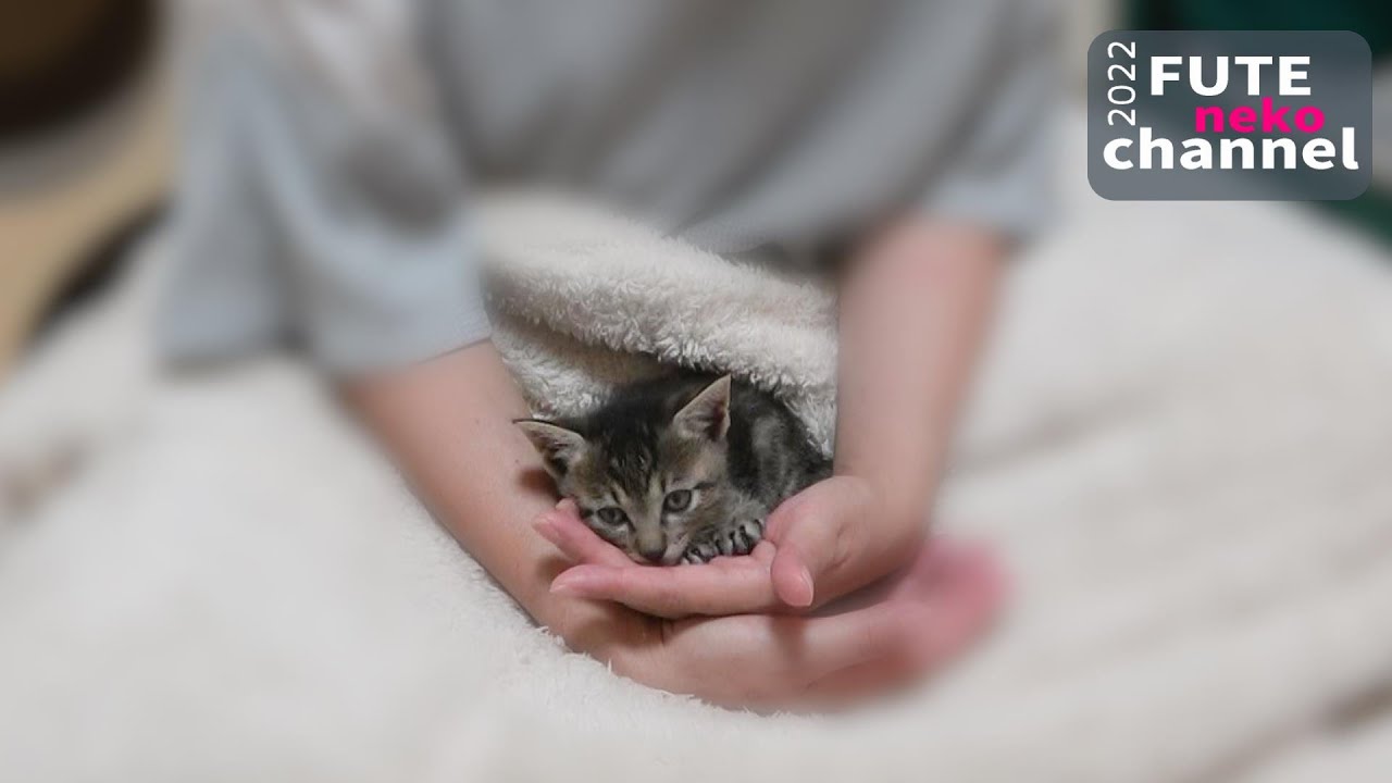 ニャァのひと声で一斉に集まる子猫【保護子猫】