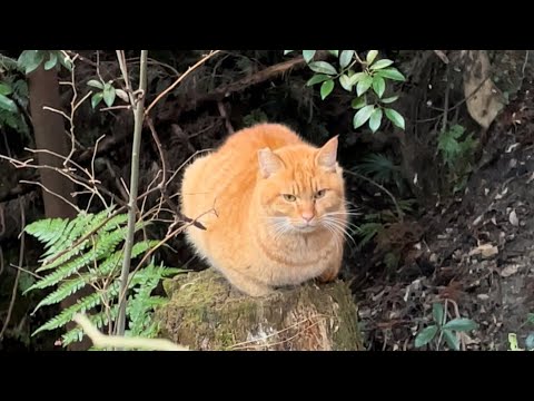 【伏見稲荷】丸まったまま不動の茶トラ猫チャコ兄　A brown cat that stays curled up and doesn't move