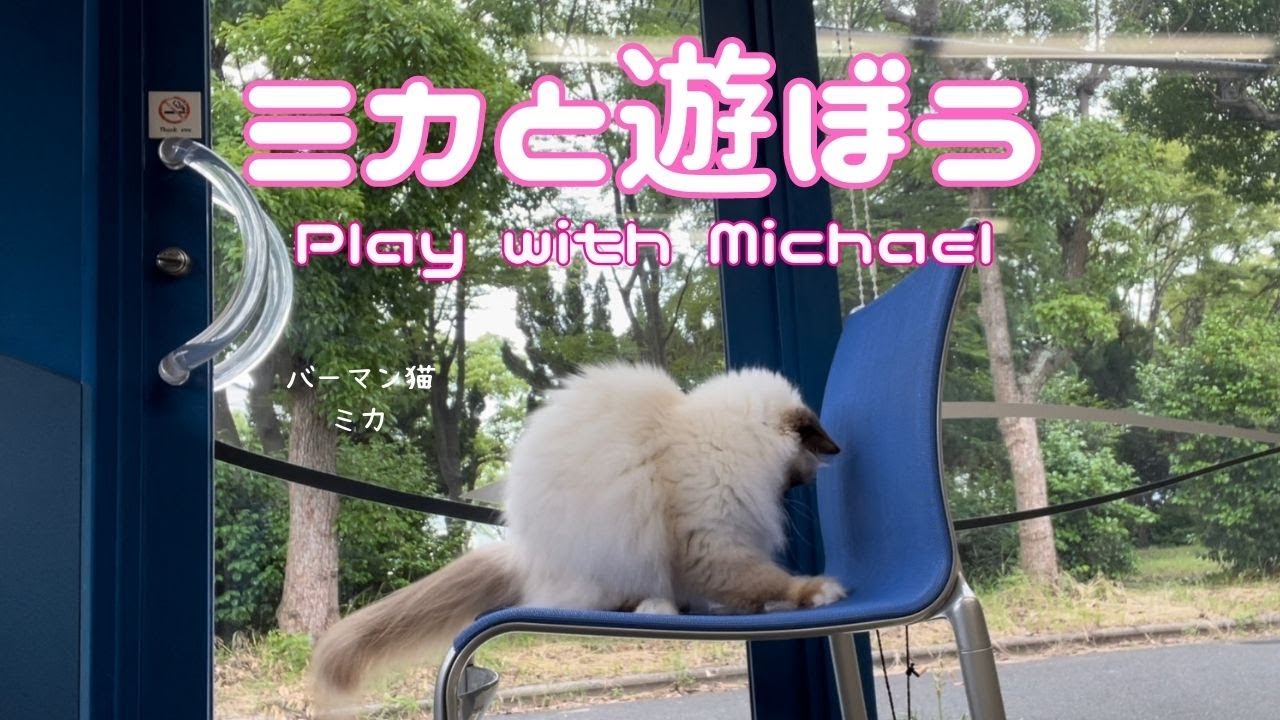 バーマン猫ミカ【ミカと遊ぼう】Play with Michael（バーマン猫）Birman/Cat