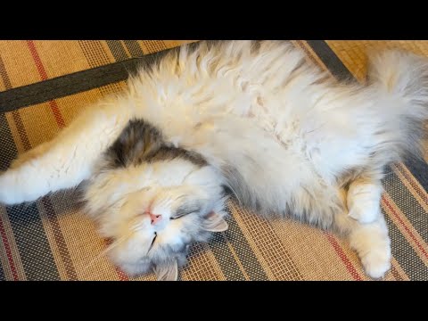 子猫がねじれてしまい心配です…【スコティッシュフォールド】