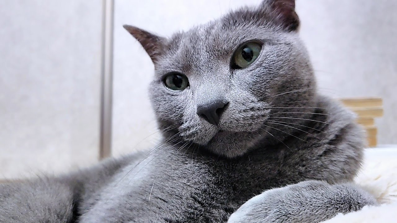 【猫動画】寄りかかりたいロシアンブルー【russianbule】Russian Blue I want to lean on