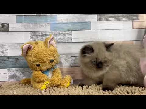 ヒマラヤン　♂ 4/23