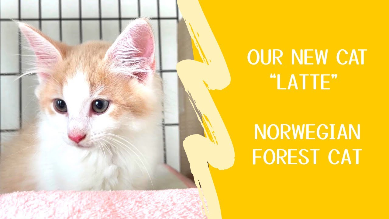 Our new cat “Latte” !! Norwegian Forest Cat.