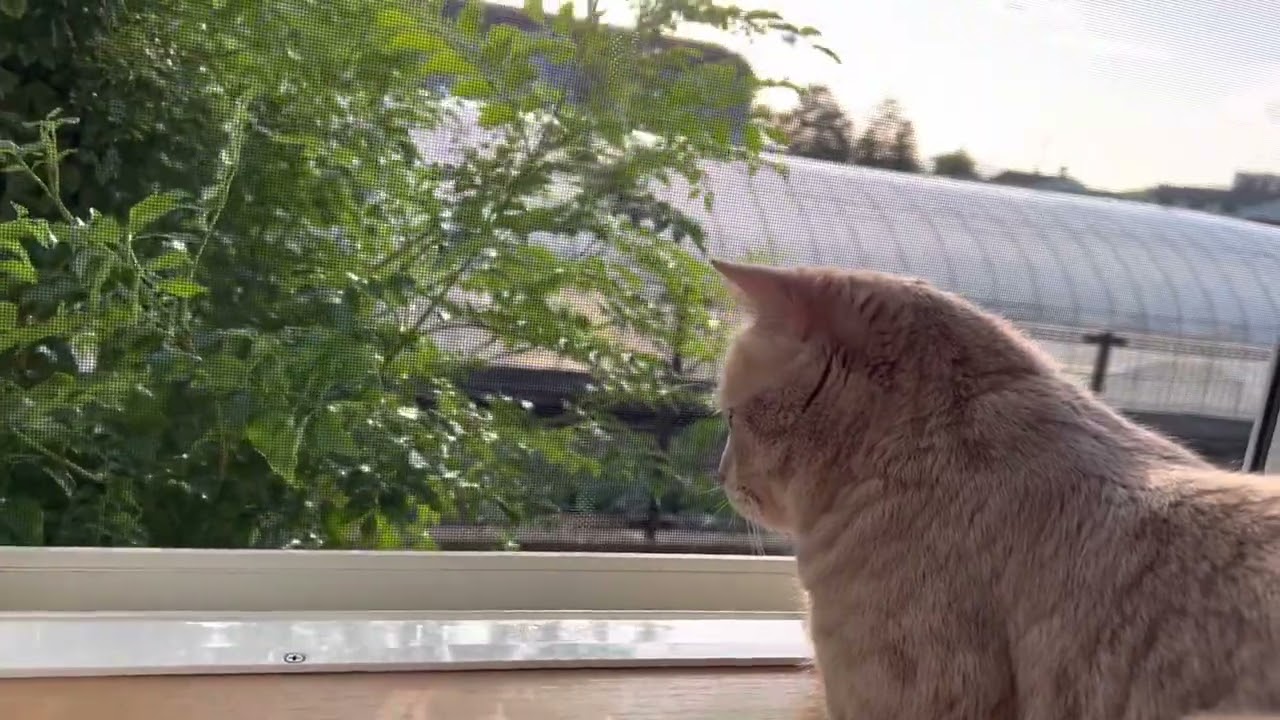 ブリティッシュショートヘアー
