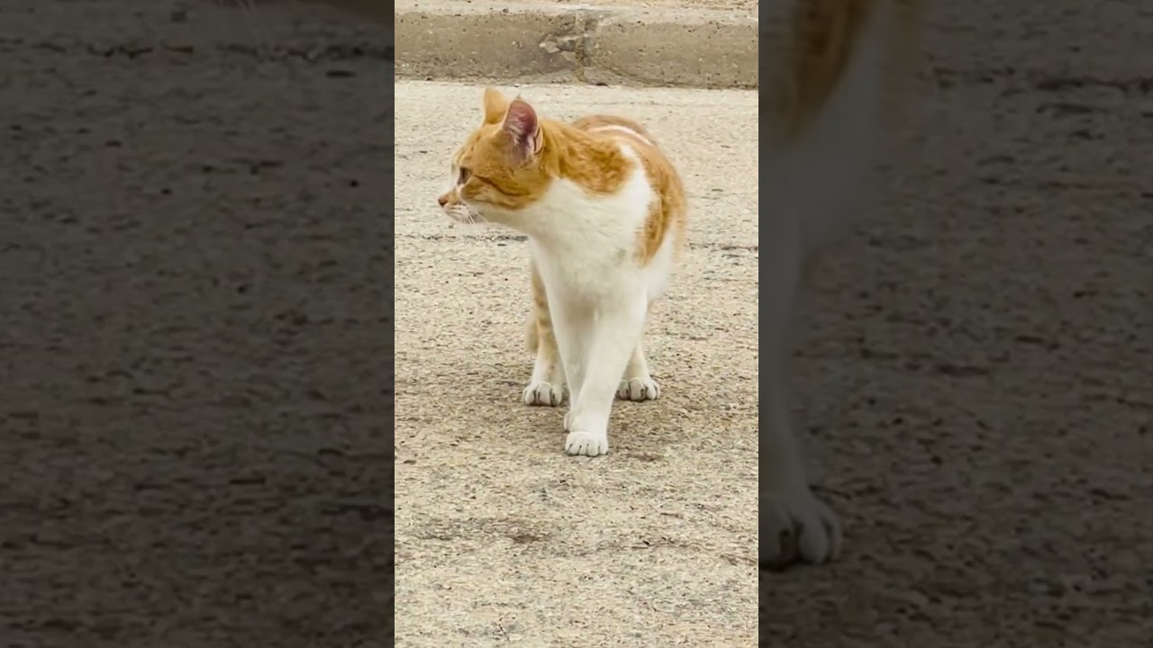 brown cat walk #shorts