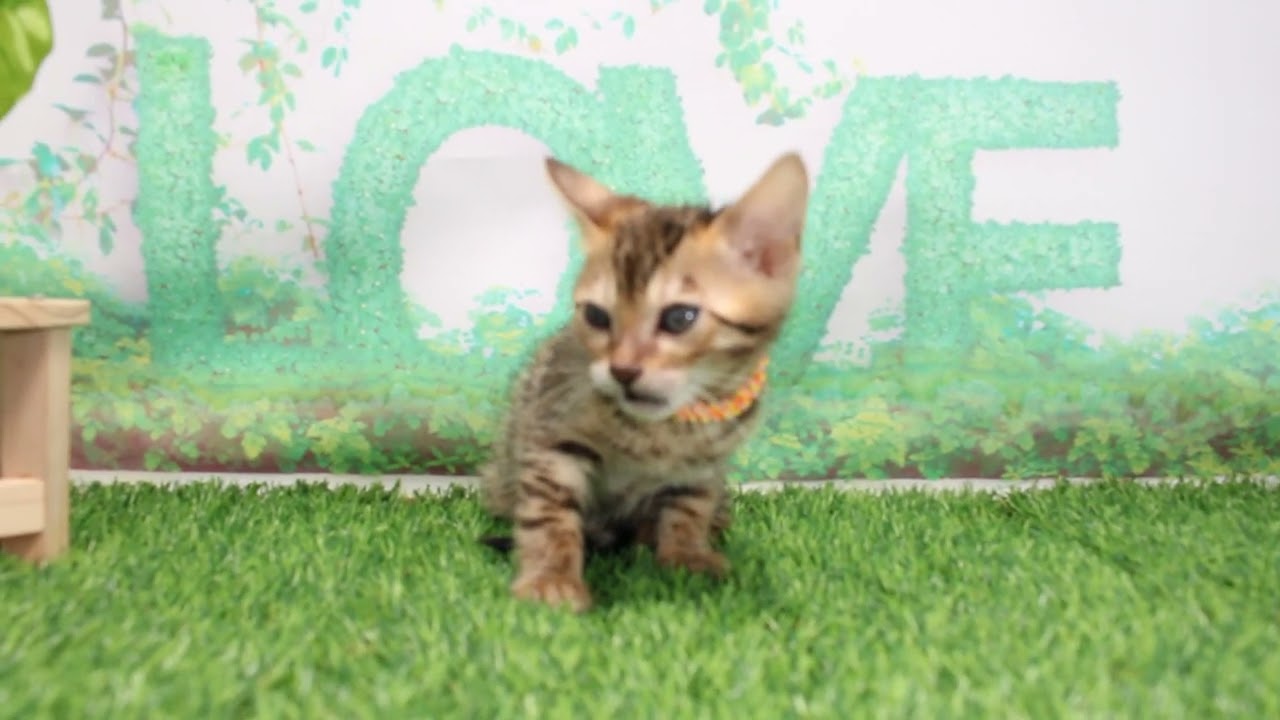 Coo&RIKU　No635954　ベンガル