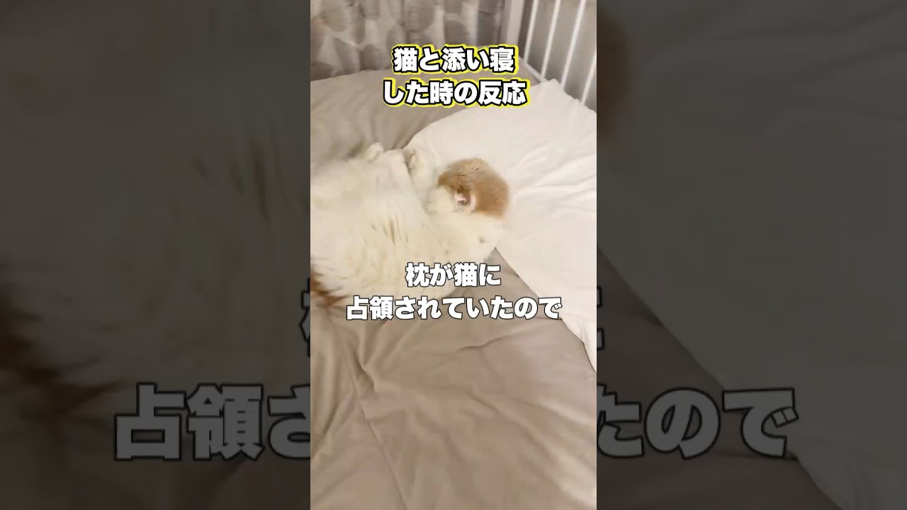【検証】猫と添い寝したらどうなるのか？　#スコティッシュフォールド
