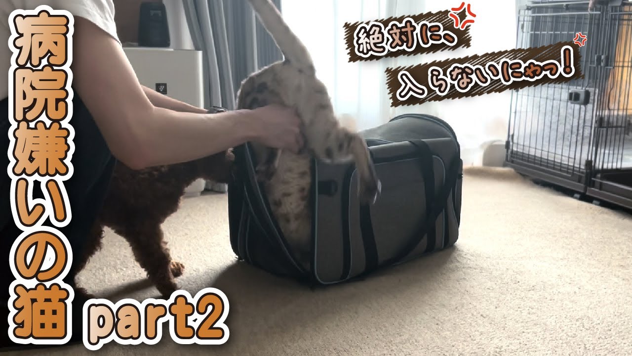 【スノーベンガル猫とトイプードル】キャリーバッグに絶対に入りたくない猫がこちらです