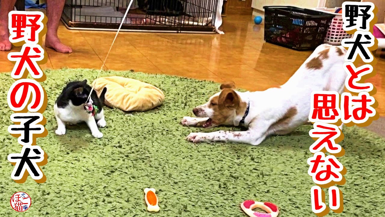 【子猫　保護犬 野犬】野犬らしかなぬ野犬の子　生きてることが楽しくて仕方がないね
