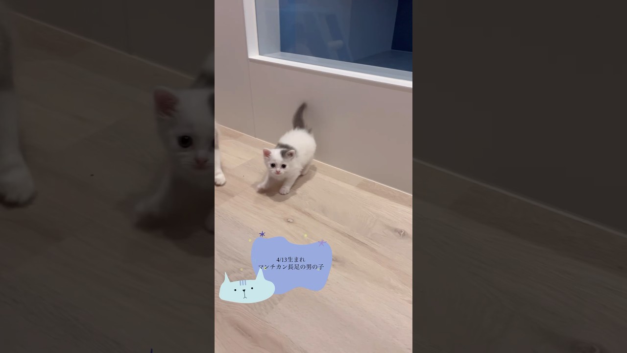 【4/13生まれマンチカン長足の男の子】#初投稿の子猫ちゃん#子猫動画#マンチカン短足#munchkin#kitten#kitty#こねこ#福井県#ねこむすび#Nekomusubi#ブルー＆ホワイト