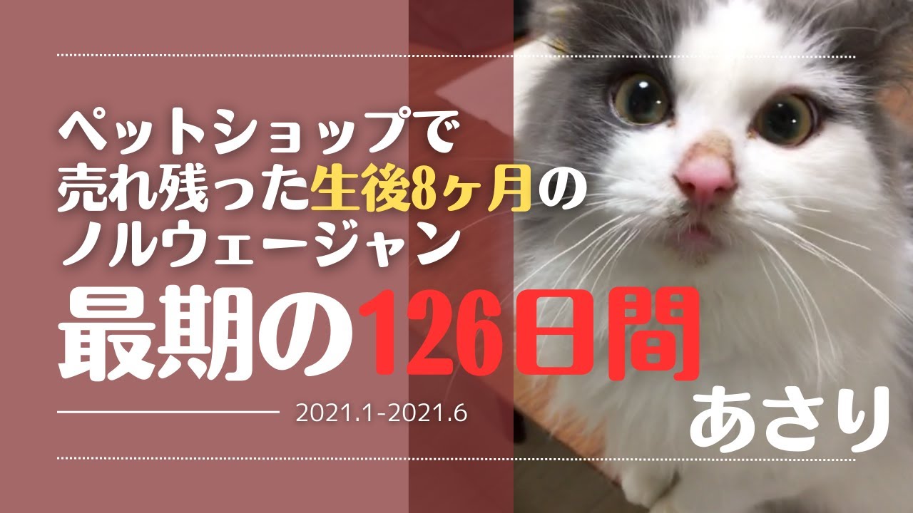 【特別編】ペットショップで売れ残った生後8ヶ月のノルウェージャンフォレストキャット〜最期の4ヶ月の記録 〜