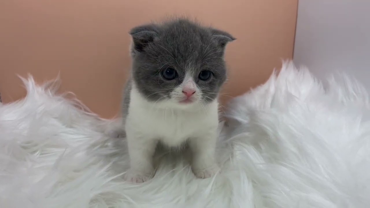 スコティッシュフォールド 【ブルーホワイト】スコ5匹兄妹の立ち耳ちゃん💕