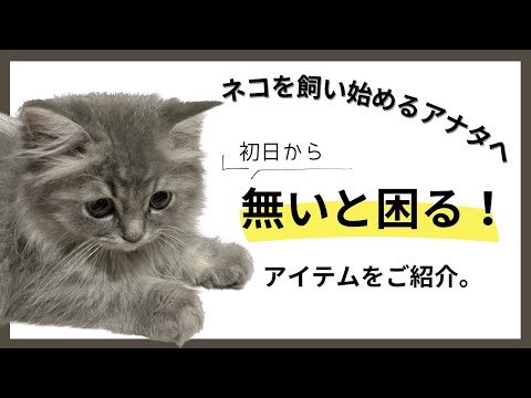 猫を飼い始めるなら、まずコレ買お！【ラガマフィンのつまみ】