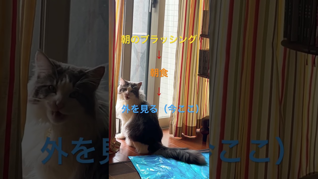 朝食後外を見るリキ #ノルウェージャンフォレストキャット #猫のいる暮らし