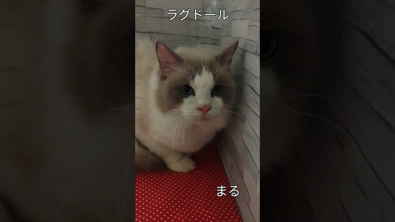 #まる#ラグドール