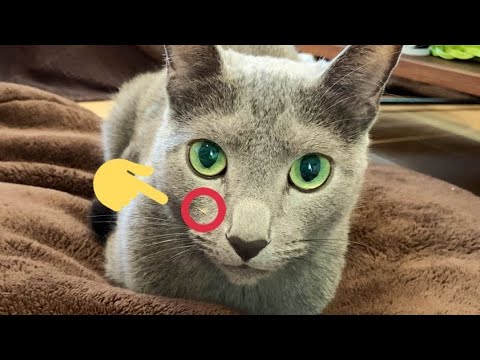 【ロシアンブルー 】2/22 猫の日 その1 #Shorts
