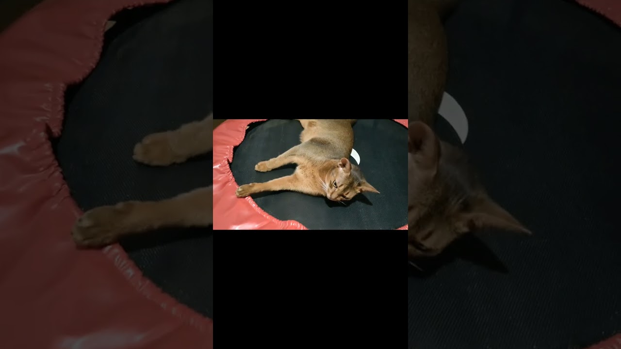 ネコ動画あび＃1182　#shorts　　あびの毎日　アビシニアン　あび