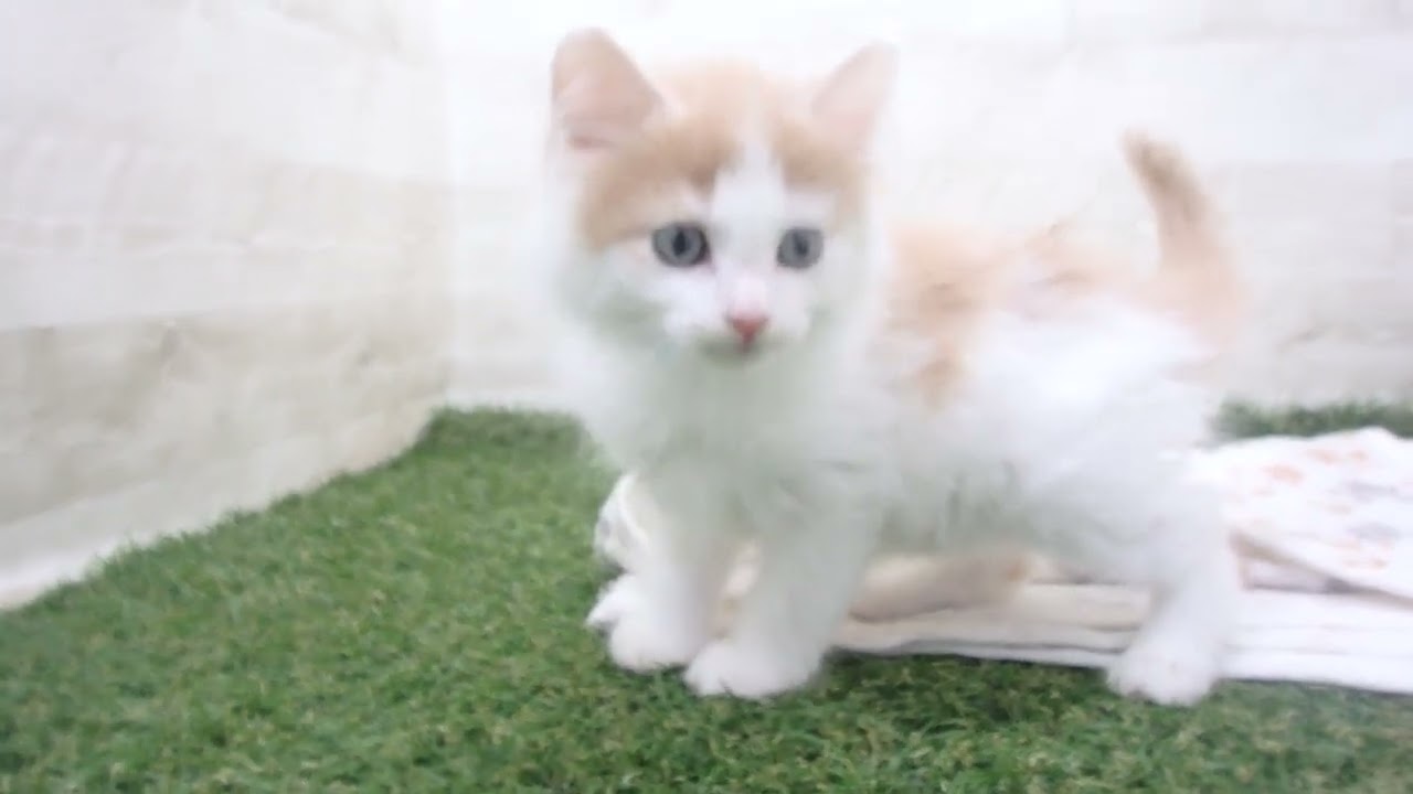 Coo&RIKU　No00638241 ノルウェージャン・フォレストキャット