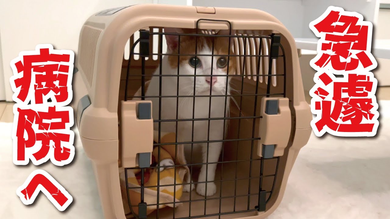 師匠に小さい腫瘍が出来ていたので急遽病院に行ってきました【関西弁でしゃべる猫】