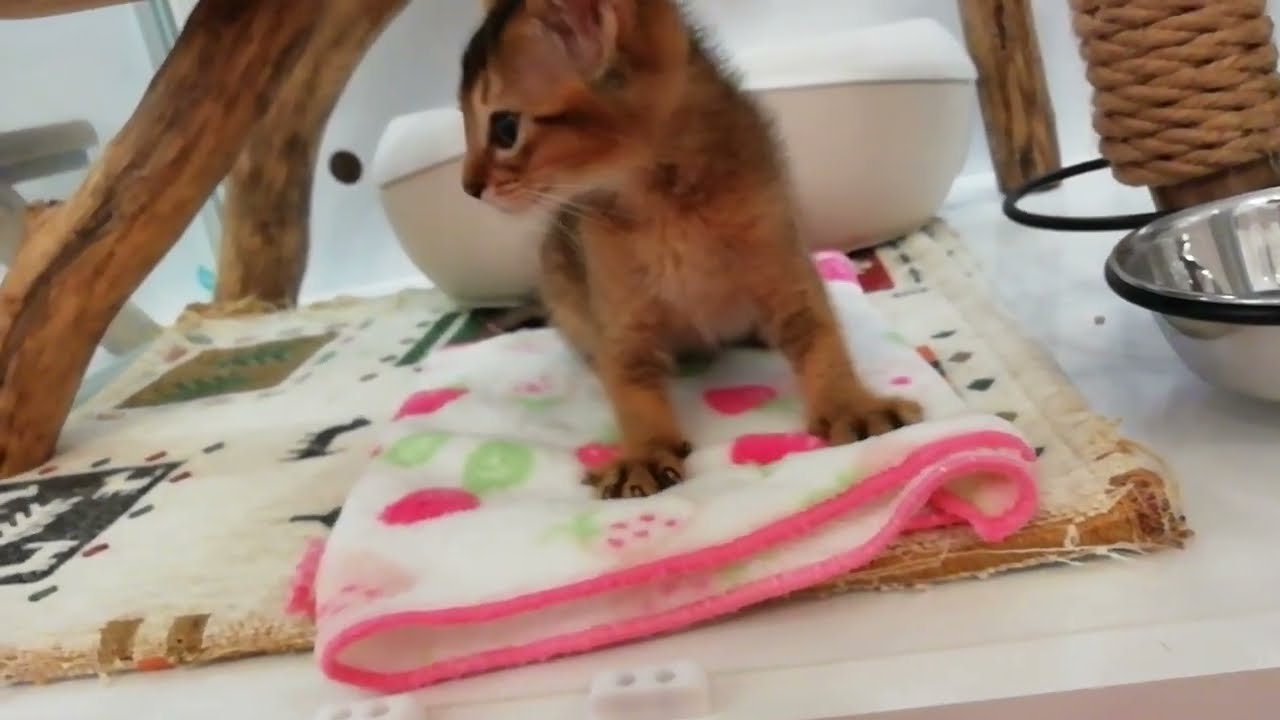 アビシニアン 女の子 2023/4/16生まれ