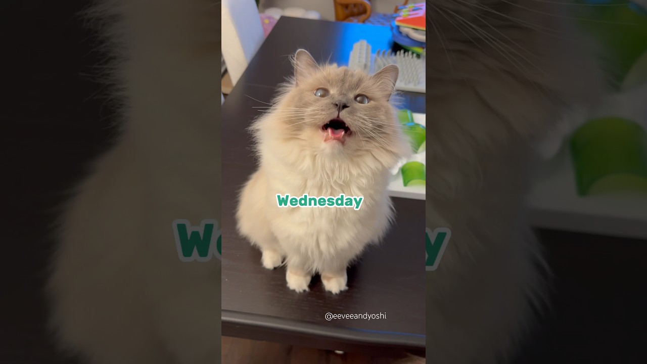 Another week, another Taco Tongue Tuesday 🌮👅