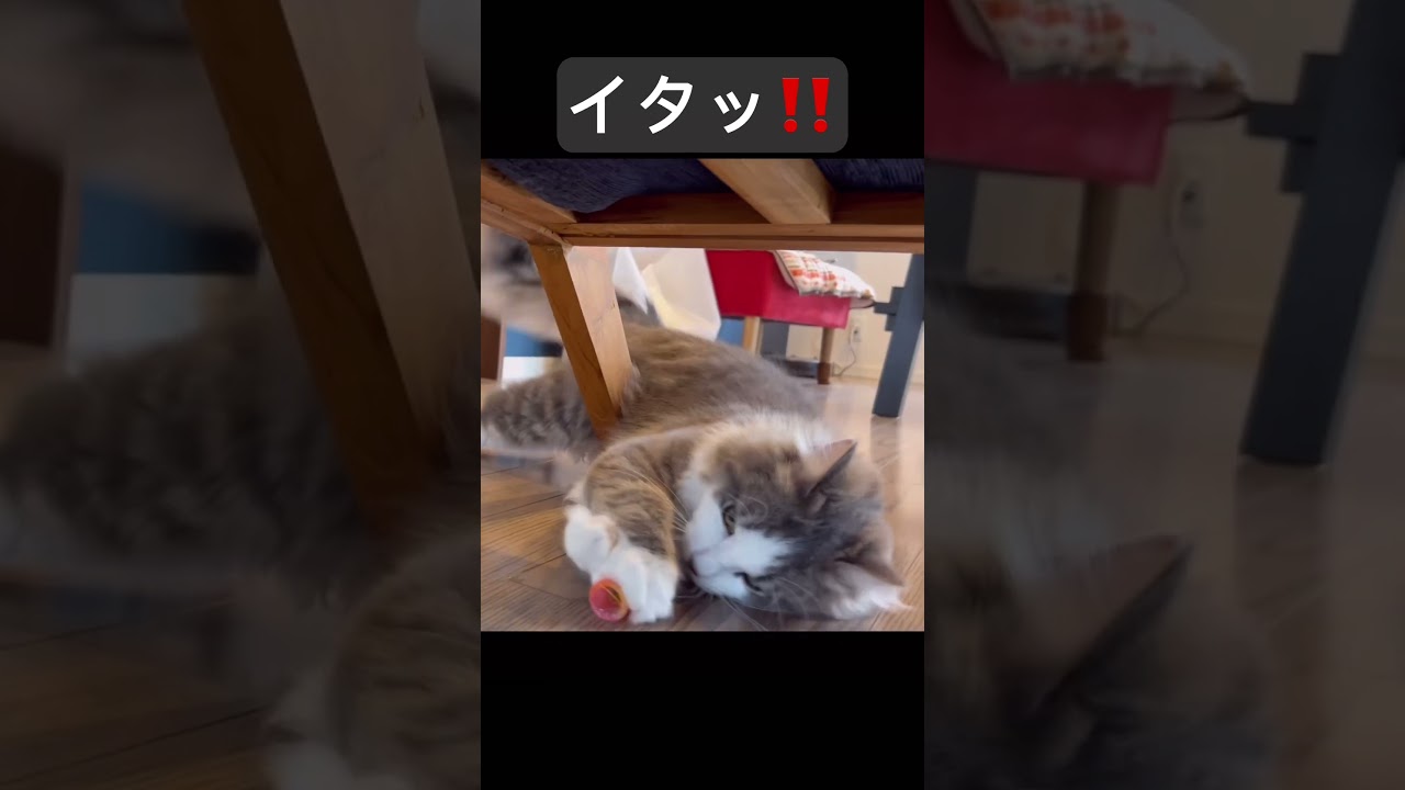 [子猫]上手く避けキャッチした子ニャンコ😁#ノルウェージャンフォレストキャット #cat #ねこ動画