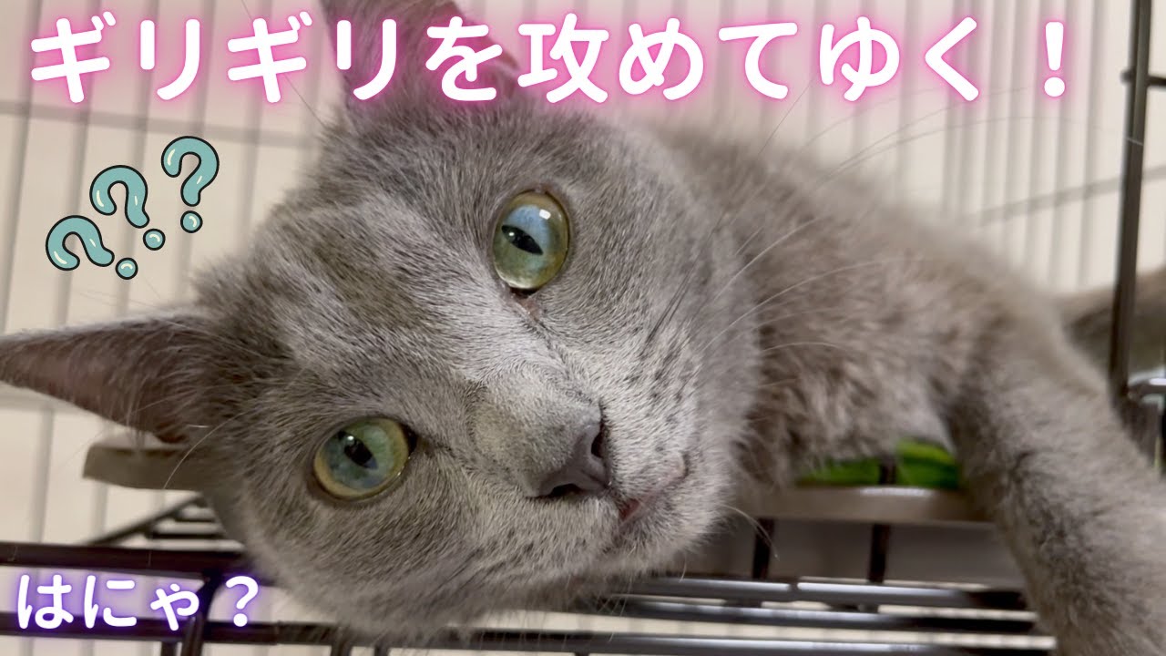 ギリギリな寝方で心配させる猫（ロシアンブルー）