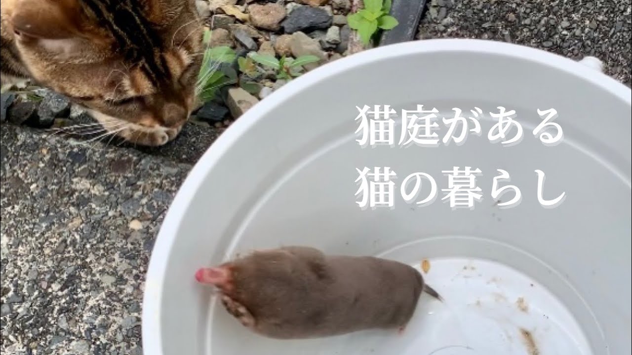 モグラと出会ったけど平和しか知らない猫庭の猫