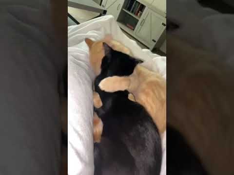 Tube Cats.See How Much Love Between Cute Black And Brown Cat