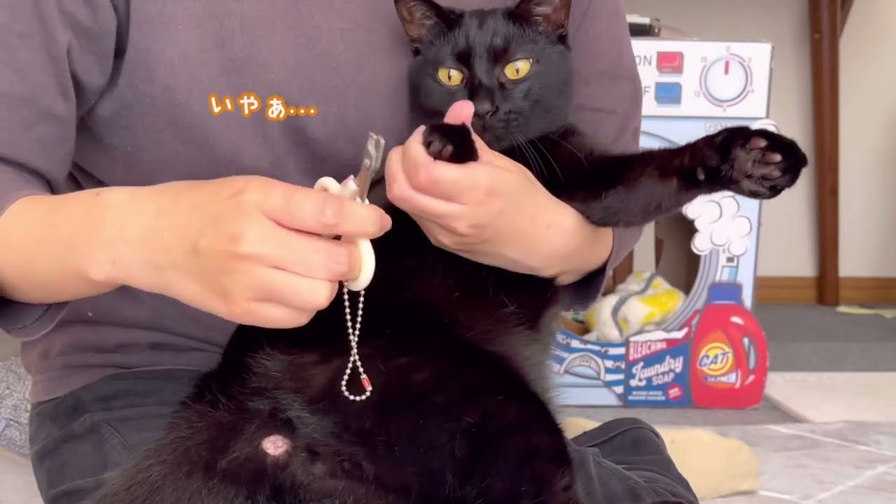 苦手な爪切りを謎の儀式を挟みつつ頑張るクロちゃん