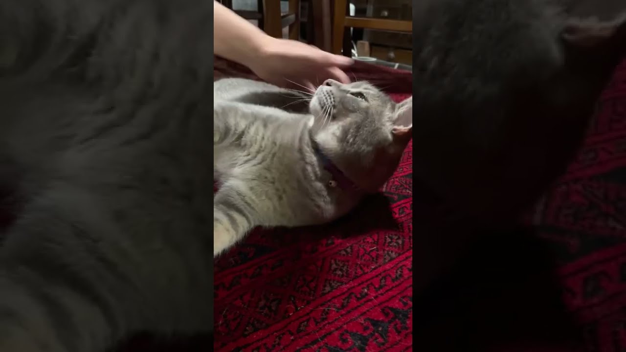 #風の猫　ただいまーと、玄関から戻って来て..　通路でゴロンしておばあちゃんに体を点検されて裏を見る猫…　#shorts