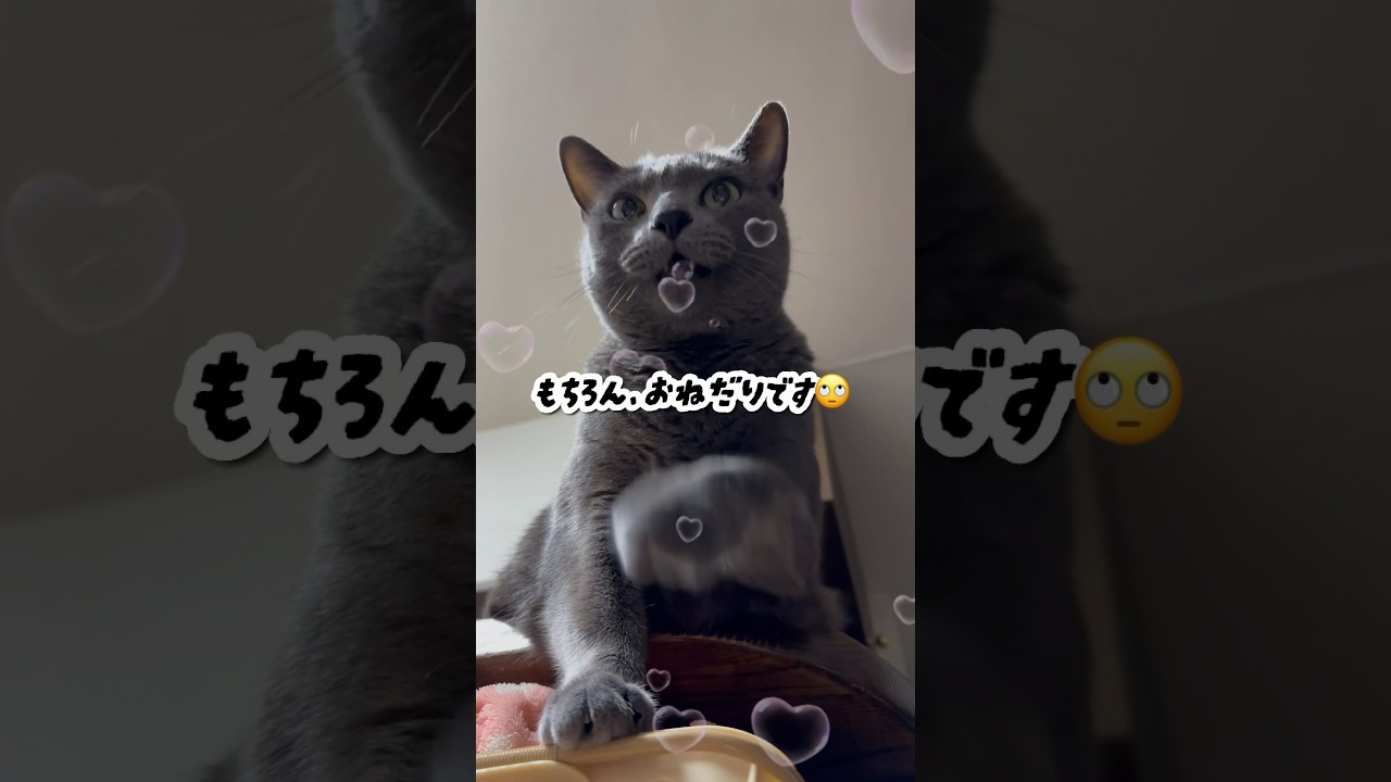 【ロシアンブルー】9歳めろん、昨夜から今朝...ご飯のおねだりばかりです🫢【猫】#shorts