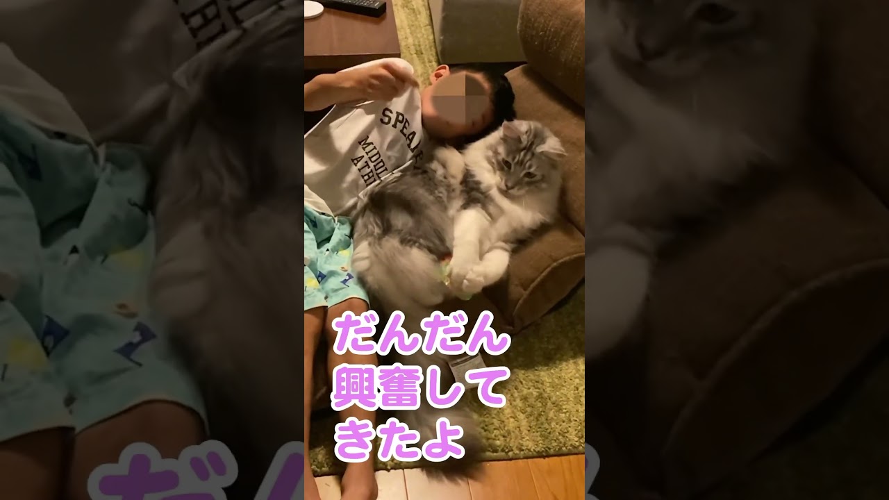 大好きな大型猫と遊ぶ幸福な時間 #メインクーンのオス #shorts