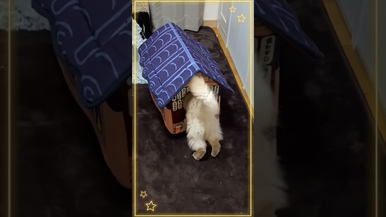 いらっしゃい！居酒屋オープン#shorts #ねこ #ソマリ