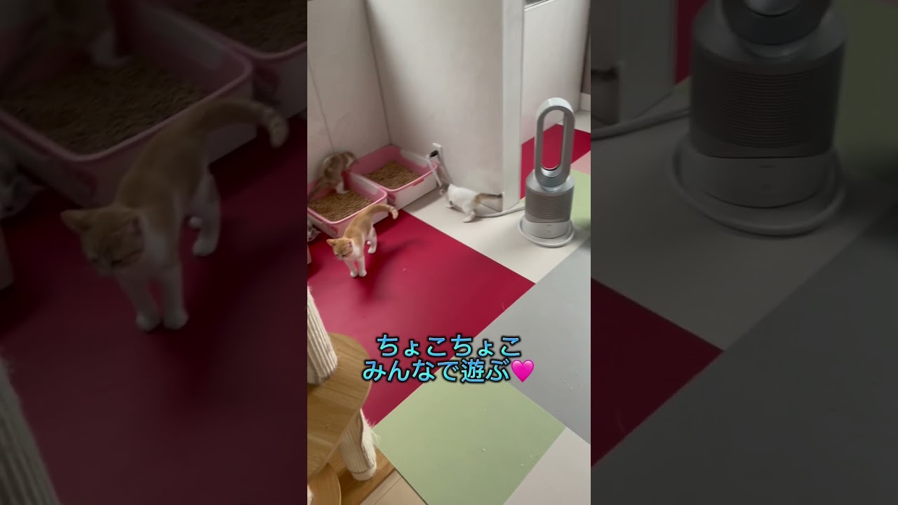 朝の子猫ちゃん達はやんちゃ❤️ 【お問合せ詳細は説明欄に記載あります】 #マンチカン #子猫 #ブリーダー直販 #猫 #猫のいる暮らし #ミヌエット #子猫販売 #ラパーマ #スクーカム #猫動画