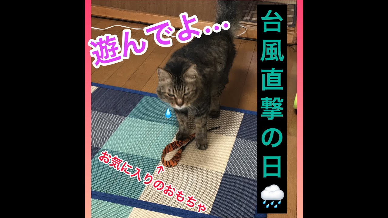 外の様子が気になる猫