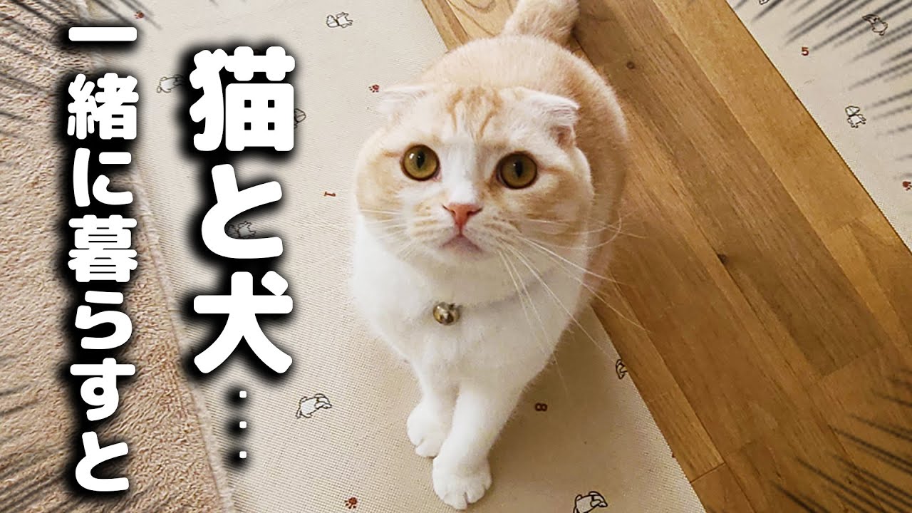 一年間猫と犬と暮らすとこうなります...