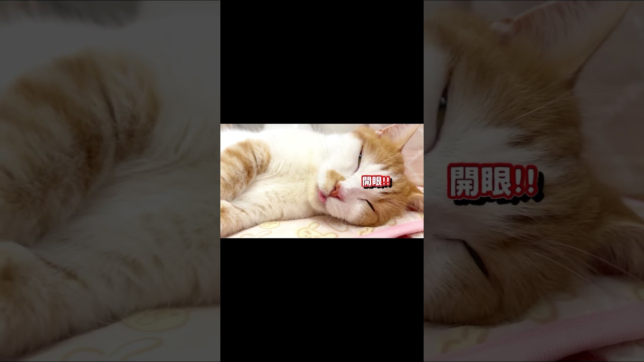 ぺろがはみ出るお年頃【短足マンチカン】#702