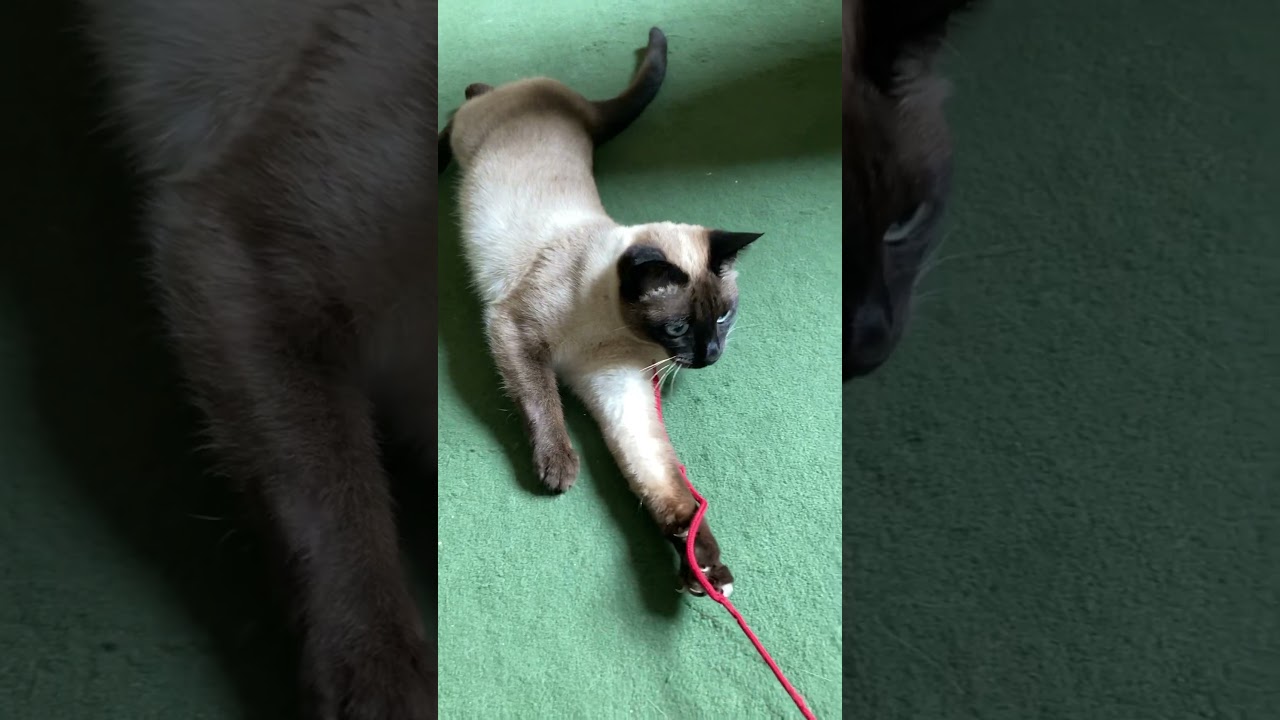 Cat catch the rope #katzenglück #siam #katzenliebe #playingcats  #miauw #katzenspielzeug #rottweiler