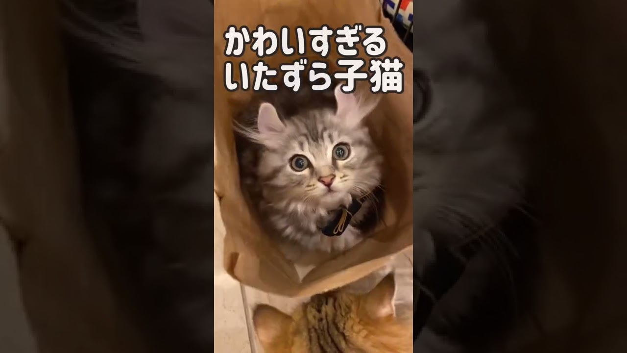 いたずら大好きな甘えん坊子猫が袋の中から猫パンチ！ #shorts