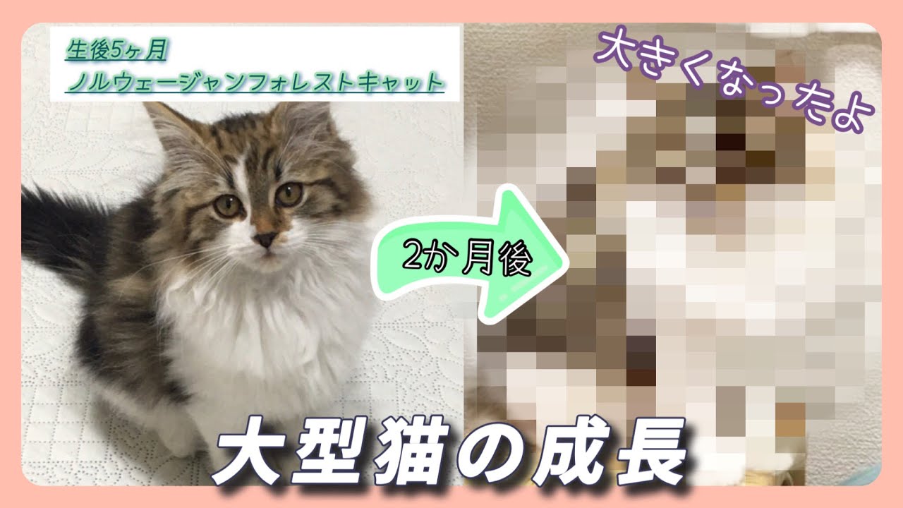 【ノルウェージャンフォレストキャット#16】2ヶ月でだいぶ大きくなりました。【生後5ヵ月の猫と過ごす癒しの時間】